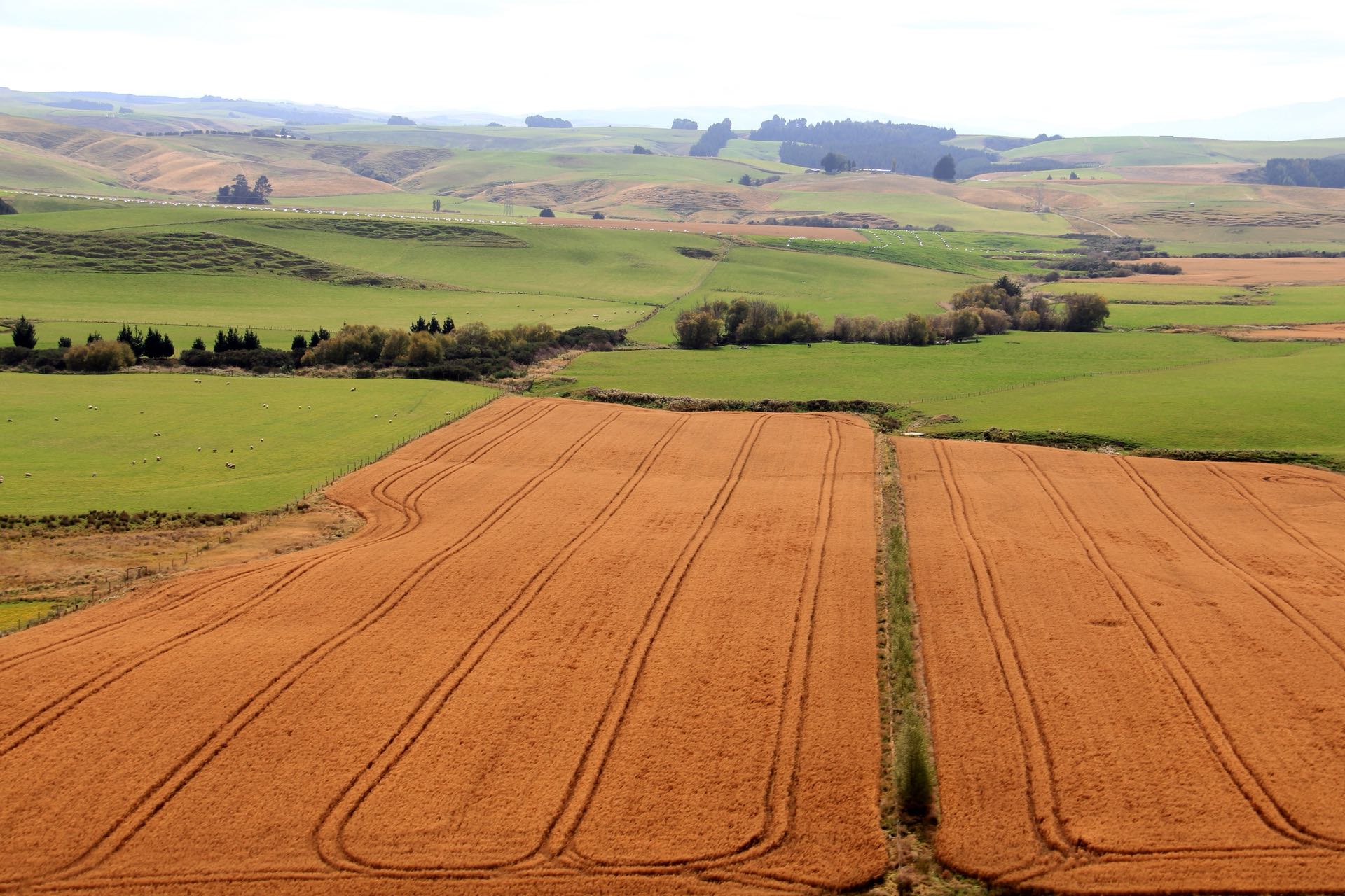 Green and golden farmland in New Zealand's South Island